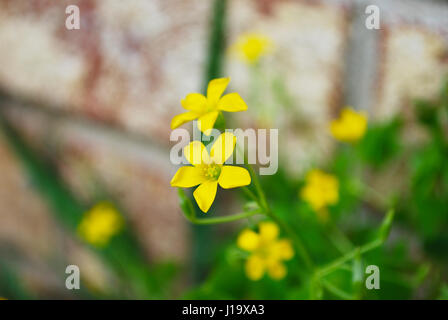 Fleur jaune du trèfle en fleurs Banque D'Images
