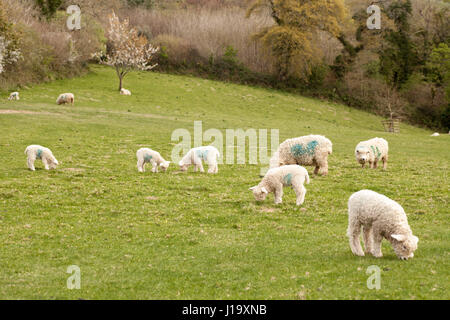 Troupeau de moutons paissant dans un domaine rural. Les brebis et les agneaux de la Devon et Cornwall Longwool breed Banque D'Images