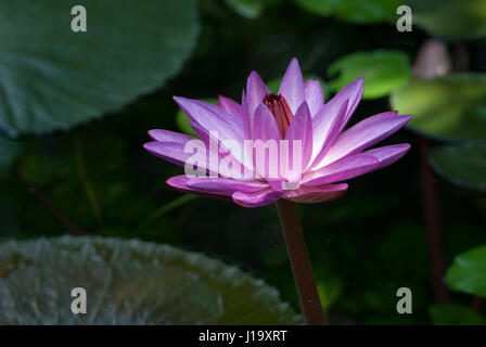 La fleur d'un rose profond brésilien tropical water lily entre les feuilles de la plante dans un étang Banque D'Images