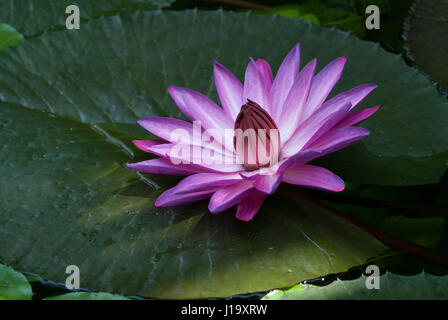 La fleur d'un rose profond brésilien tropical water lily assise sur une feuille de la plante dans un étang Banque D'Images