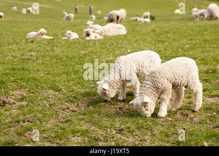 Deux agneaux pâturage sur l'herbe verte fraîche avec flock et campagne marcheurs en arrière-plan. Devon et Cornwall Longwool mouton. Concept de printemps Banque D'Images