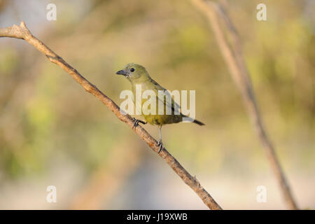 Un adulte (Thraupis palmarum palm tanager) perché sur une fine branche dans la région du Pantanal au Brésil central Banque D'Images