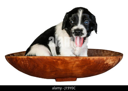 Une semaine 4 noir et blanc vieux English Springer Spaniel puppy dans un panier Banque D'Images