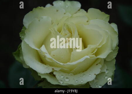 Rose Vert et blanc un jour de pluie dans le jardin Banque D'Images