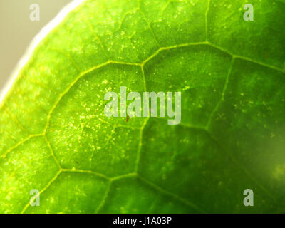 Close up des feuilles des plantes Banque D'Images