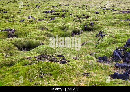 Tapis de mousse en Islande Banque D'Images