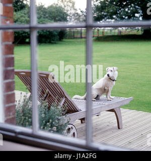 Chien assis sur une chaise. Banque D'Images