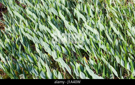 Le sceau de Salomon angulaire (Polygonatum odoratum) Banque D'Images