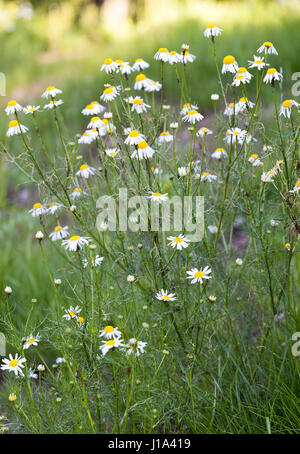 Fausse camomille matricaire inodore (Maltricaria perforata) Banque D'Images