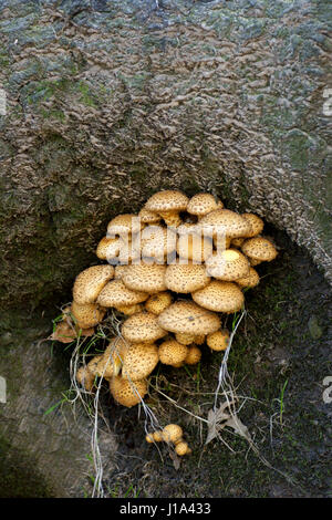 Pholiota squarrosa Banque D'Images