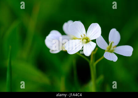 Fleur de Coucou, lady's smock, Cardamone pratensis, la plante pousse à l'état sauvage dans les prés et les champs en anglais il counryside.Un plan macro sur ce tinyplant Banque D'Images