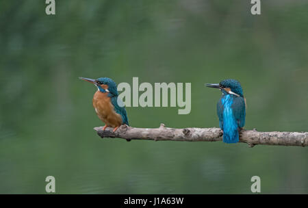 Homme et femme Kingfishers-Alcedo atthis. Uk Banque D'Images