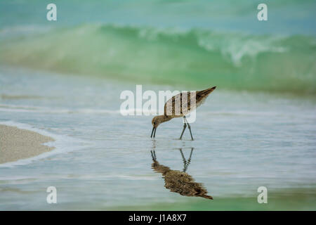 Petits oiseaux piper on beach Banque D'Images