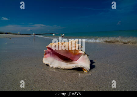 Conque sur la plage Banque D'Images