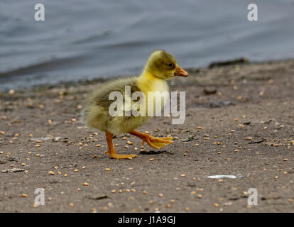 Oie cendrée hybride chick Banque D'Images