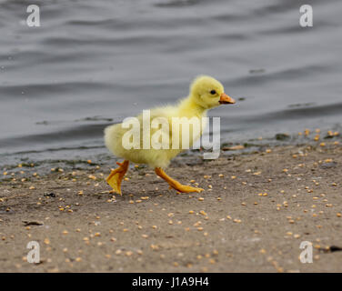 Oie cendrée hybride chick Banque D'Images