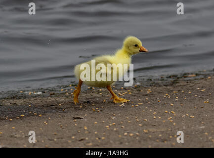 Oie cendrée hybride chick Banque D'Images