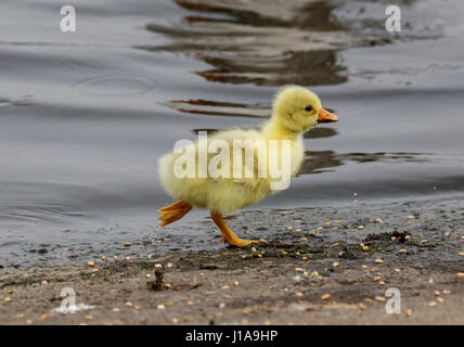 Oie cendrée hybride chick Banque D'Images