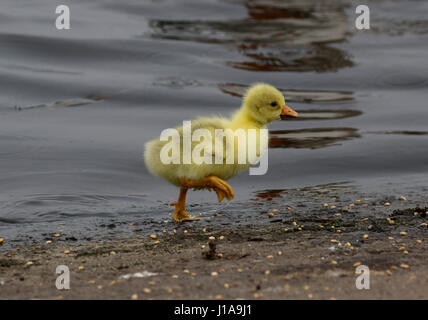 Oie cendrée hybride chick Banque D'Images