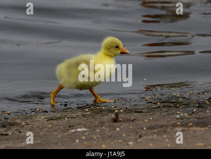 Oie cendrée hybride chick Banque D'Images