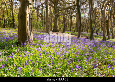 Après une nuit glaciale, Cardiff a été baignée de soleil ce matin, le 18 avril 2017. Les jacinthes dans le bois sont Wenallt un événement annuel populaire pour Banque D'Images
