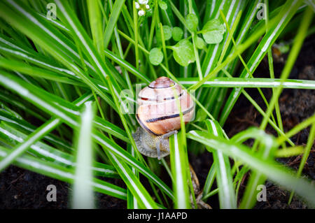 Escargot (Cornu aspersum) dans l'herbe verte Banque D'Images