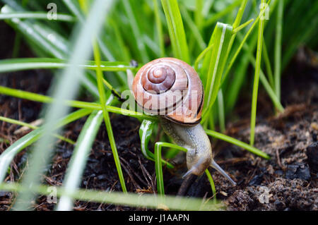 Close up d'un escargot (Cornu aspersum) dans l'herbe verte Banque D'Images