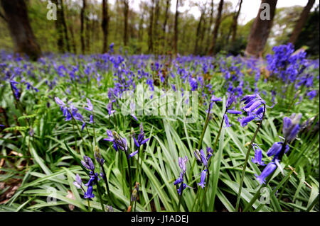 Bois de printemps, Whalley, Lancashire, Royaume-Uni. 19 avril, 2017. Le tapis de jacinthes qui couvrent le sol en bois de printemps, Whalley, Lancashire, Royaume-Uni. Photo par Paul Heyes, mercredi 19 avril, 2017. Crédit : Paul Heyes/Alamy Live News Banque D'Images