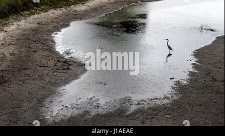 Wellington, en Floride, aux États-Unis. Apr 19, 2017. Un héron patauge dans un lac utilisé pour l'eau le paysage à bord de Wellington à Wellington, en Floride, la Communauté le 19 avril 2017. Les conditions de sécheresse dans la région de Palm Beach comté cette année ont abaissé le niveau du lac plusieurs pieds. Au cours de la sécheresse en 2011 la société de gestion considéré comme le forage de puits pour reconstituer le lac, mais aucune mesure n'a été prise. Credit : Allen Eyestone/Le Palm Beach Post/ZUMA/Alamy Fil Live News Banque D'Images