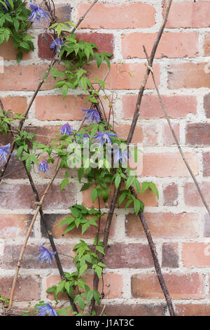 Clematis macropetala 'lagoon' Fleur escalade sur des bâtons contre un mur . Clematis alpina Blue Lagoon Banque D'Images