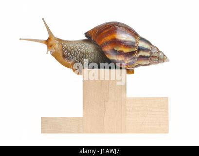 Gros escargot sur podium isolated Banque D'Images