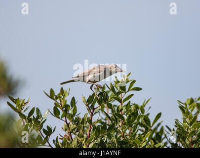 Eastern Olivaceous warbler Hippolais pallida sur territoire à Rhodes Banque D'Images