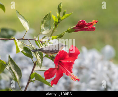 Petit oiseau sauvage perché sur la branche d'une hibiscus rosa-sinensis plante avec grande fleur rouge Banque D'Images