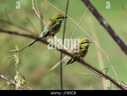 Paire de wild little green bee-eater Merops orientalis oiseaux perchés sur une branche en bush Banque D'Images