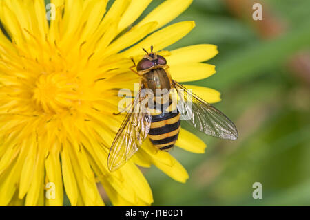 Hoverfly (Syrphus Sp) sur le pissenlit Banque D'Images