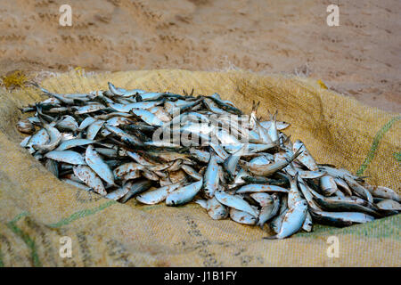 Activités de pêche et marché aux poissons de Negombo, Sri Lanka Banque D'Images