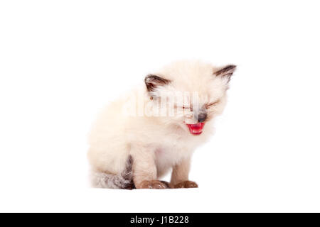 Beau petit chaton siamois mewing sur appareil photo. Isolé sur fond blanc. Banque D'Images