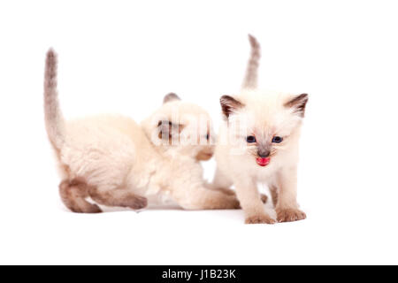 Beau petit chatons siamois une mewing sur appareil photo. Isolé sur fond blanc. Banque D'Images