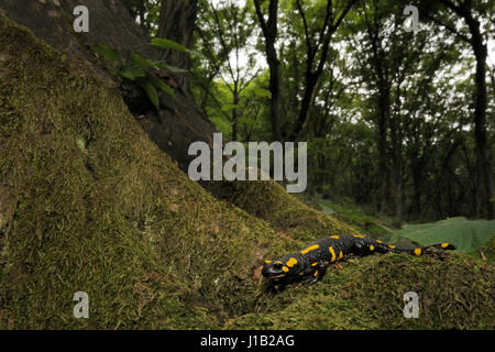 Salamandre (Salamandra salamandra incendie) prise de vue au grand angle sur racine d'arbre, Hongrie Banque D'Images