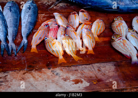 Activités de pêche et marché aux poissons de Negombo, Sri Lanka Banque D'Images