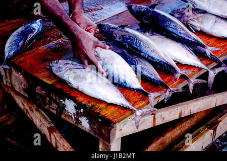 Activités de pêche et marché aux poissons de Negombo, Sri Lanka Banque D'Images