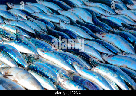 Activités de pêche et marché aux poissons de Negombo, Sri Lanka Banque D'Images