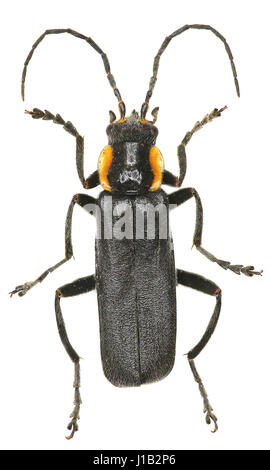 Soldat Beetle noir sur fond blanc - Cantharis obscura (Linnaeus, 1758) Banque D'Images