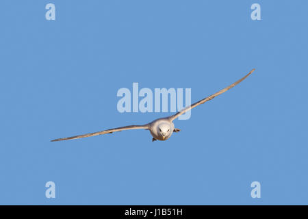 Le fulmar boréal / Arctic Fulmar (Fulmarus glacialis) planeur contre le ciel bleu Banque D'Images