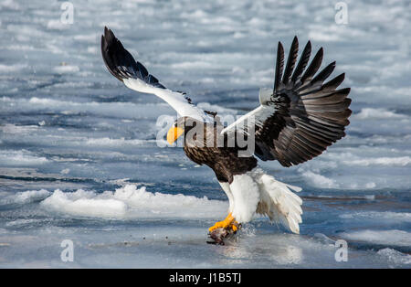 L'aigle de mer de Steller en vol avec les proies sur un arrière-plan de la mer gelée. Le Japon. Hakkaydo. La Péninsule de Shiretoko. Le Parc National de Shiretoko . Banque D'Images