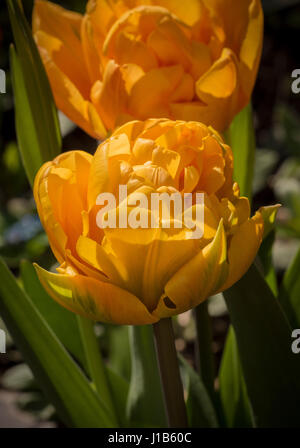 Deux Princesse Orange Tulip fleurs en croissance dans un jardin. Banque D'Images