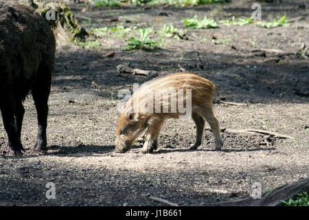 Cochon d'un sanglier dans la réserve de Bialowieza en Biélorussie Banque D'Images