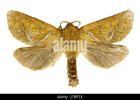 Swift orange sur fond blanc - Triodia sylvina (Linnaeus, 1761) Banque D'Images