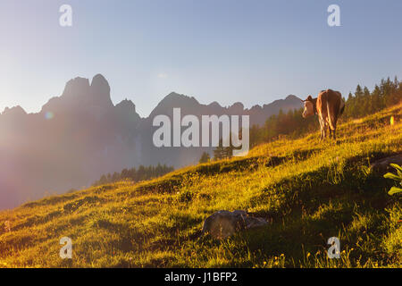 Vache (bos taureau) regardant dans le coucher du soleil sur un pâturage dans les Alpes autrichiennes. En arrière-plan, on voit des silhouettes de la montagne Bischofsmütze. Banque D'Images