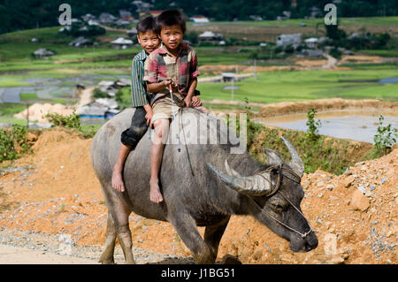 Deux enfants font du bison à Mu Cang Chai, au Vietnam Banque D'Images